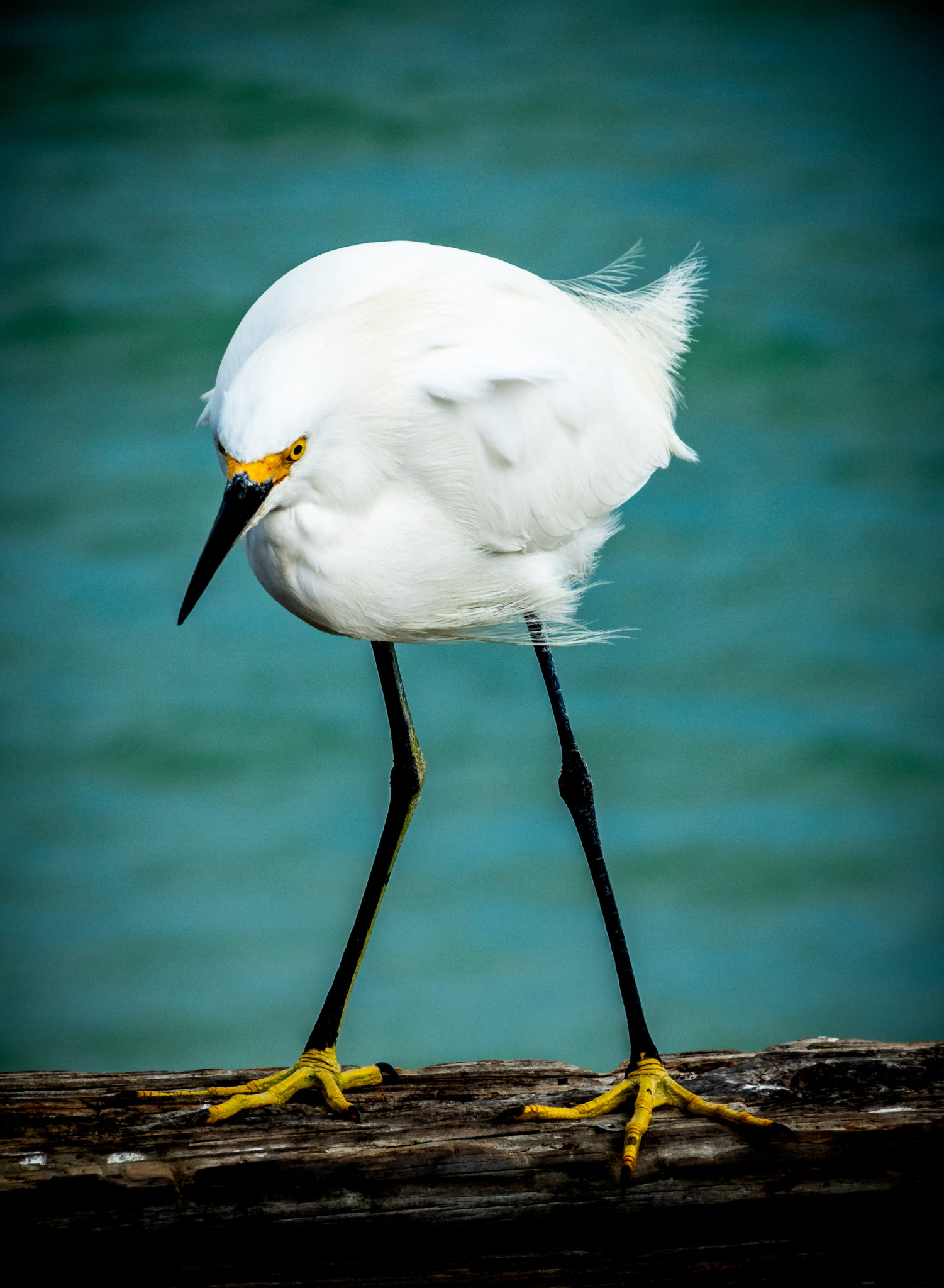 Egret